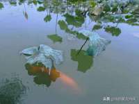 宁夏鼎钰物流有限公司