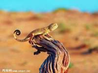 宁夏鼎钰物流有限公司